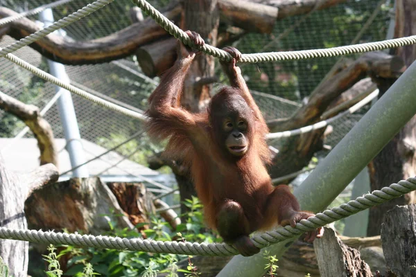 Orang Outan Brun Accroché Une Corde Dans Zoo — Photo