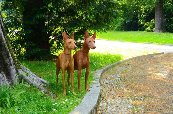 Две Милые Собаки Чирнеко Делл Этна Улице — стоковое фото