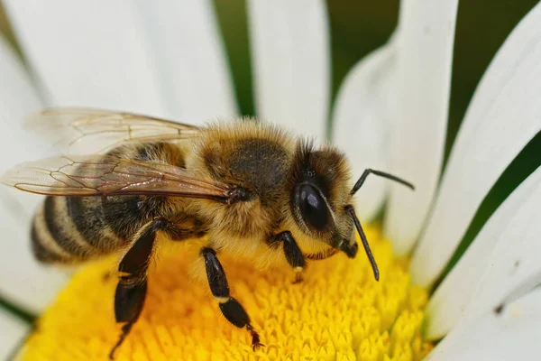 Makró Felvétel Európai Méh Apis Melifera Kortyolgatja Nektár Egy Oxeye — Stock Fotó