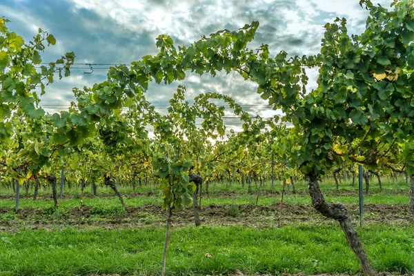 Ein Mit Weinreben Bedeckter Weinberg Sonnenlicht Und Ein Bewölkter Himmel — Stockfoto