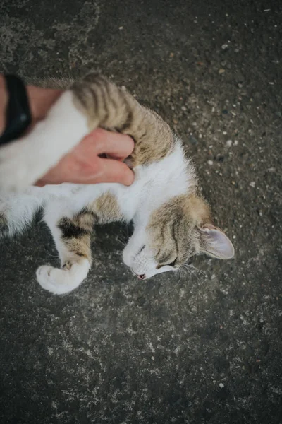 Sevimli Bir Evcil Kediyi Okşayan Biri — Stok fotoğraf