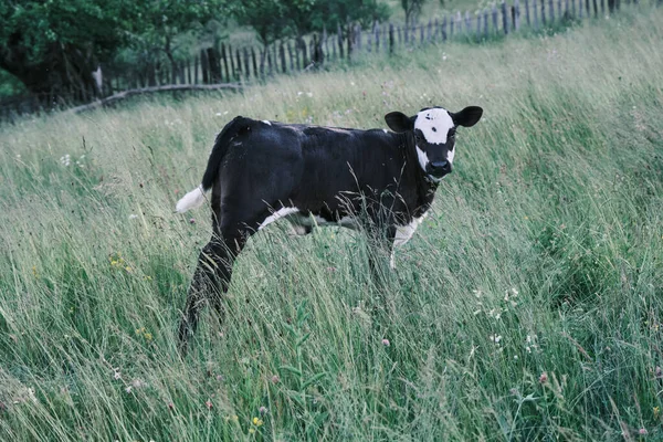 Closeup Shot Small Cow Grazing Wildflowers — Stock Photo, Image