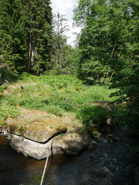 Vue Verticale Une Rivière Entourée Verdure Fraîche Dans Forêt — Photo