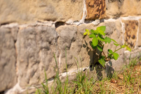 Крупный План Растения Растущего Каменной Стене — стоковое фото