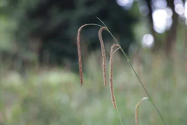 Een Close Shot Van Sedges Een Veld — Stockfoto