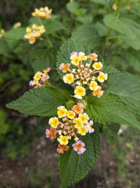 Colpo Verticale Brillante Cespuglio Fiori Lantana Sotto Luce Del Sole — Foto Stock