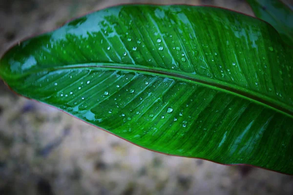 Foco Seletivo Uma Folha Palma Verde Para Papel Parede Fundo — Fotografia de Stock