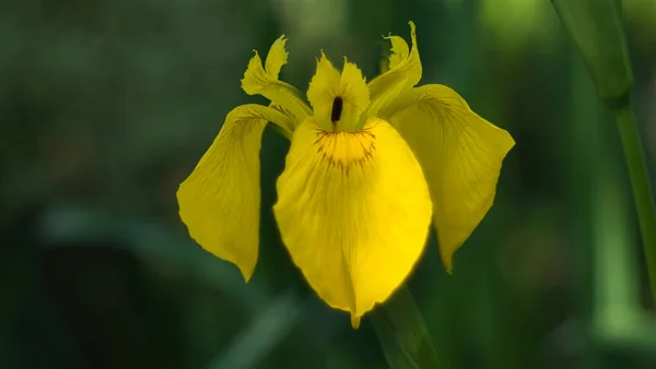 Tiro Seletivo Foco Uma Orquídea Amarela Bonita — Fotografia de Stock