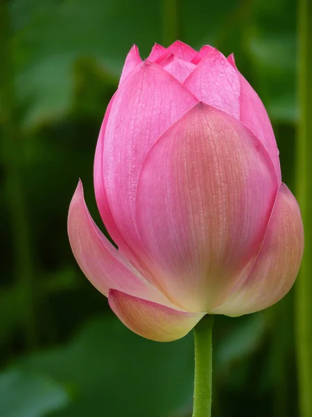 Вертикальний Знімок Рожевої Квітки Лотоса Розмитому Тлі Відмінно Підходить Шпалер — стокове фото