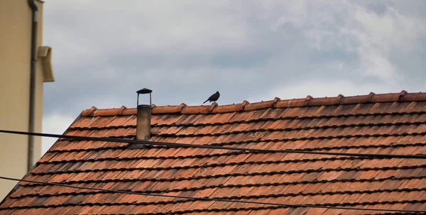 Pajarito Negro Posado Tejado Azulejos —  Fotos de Stock