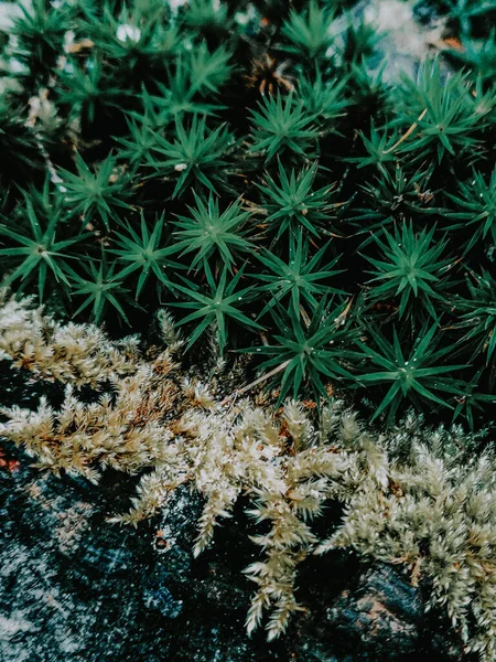 Крупним Планом Підводні Рослини Кам Янистій Поверхні — стокове фото