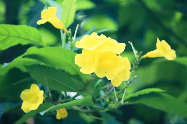 Zbliżenie Świecących Żywych Żółtych Kwiatów Otoczonych Bujną Zielenią Liści Słonecznym — Zdjęcie stockowe