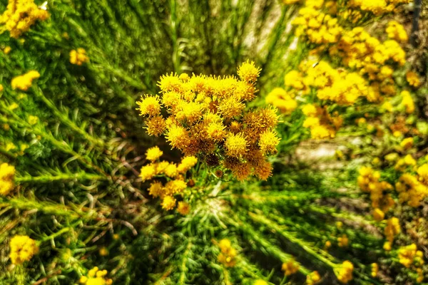 Close Vibrante Amarelo Goldenrod Plantas Campo Verde Exuberante Sob Sol — Fotografia de Stock