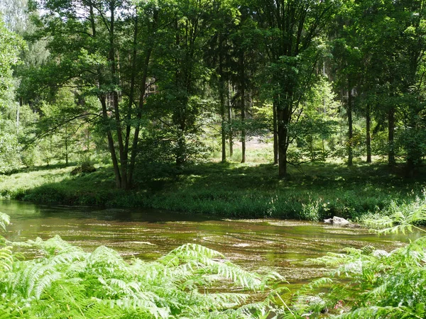 Een Shot Van Een Rivier Een Woud — Stockfoto