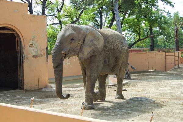 Большой Индийский Слон Зоопарке Днем — стоковое фото