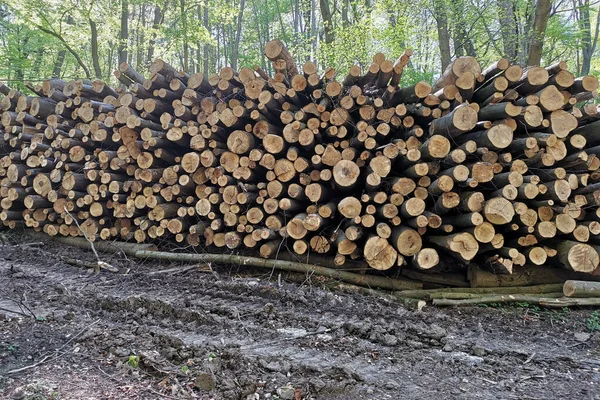 Ein Schuss Haufen Abgeschnittener Baumstämme — Stockfoto