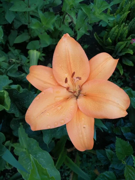 Eine Zarte Orangefarbene Lilie Lilium Bulbiferum Wald — Stockfoto