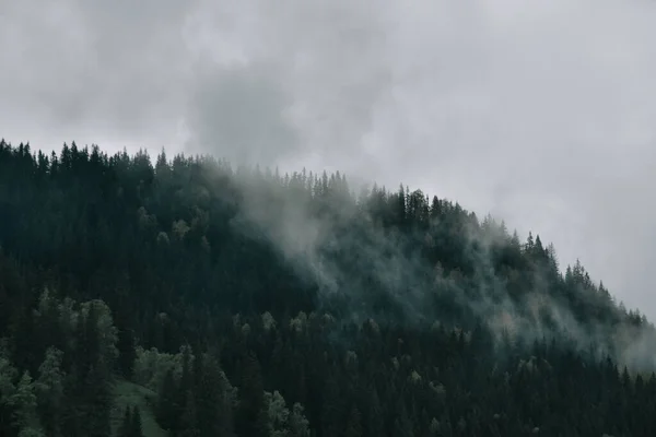 霧深い森の美しいショット — ストック写真