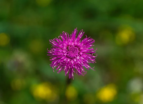 Een Close Shot Van Een Paarse Distel Bloem Een Wazige — Stockfoto