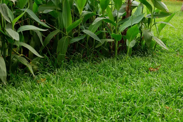 Primo Piano Erba Piante Nel Parco Nel Giardino — Foto Stock