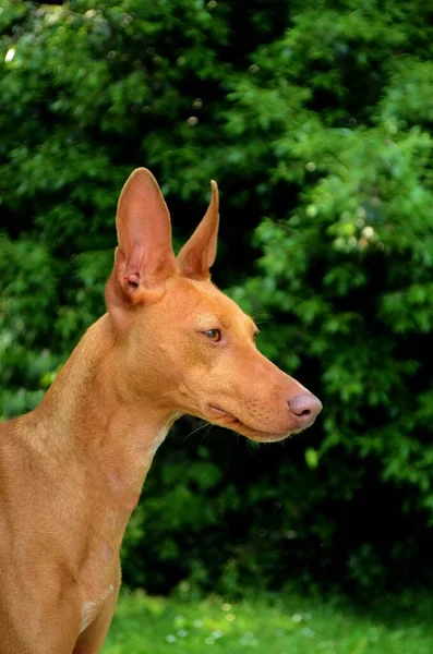 Portret Psa Cirneco Dell Etna Świeżym Powietrzu — Zdjęcie stockowe