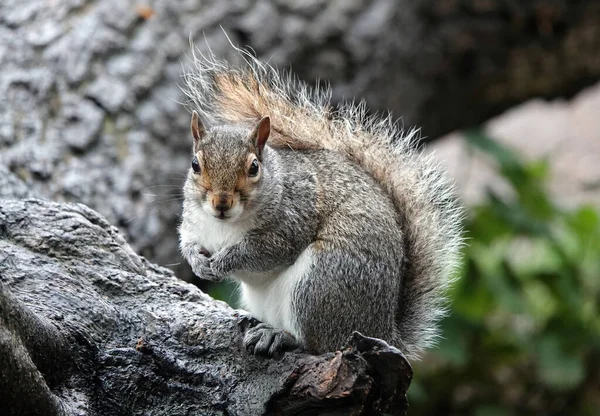 Foco Seletivo Esquilo Cinza Tronco Árvore Contra Fundo Embaçado — Fotografia de Stock