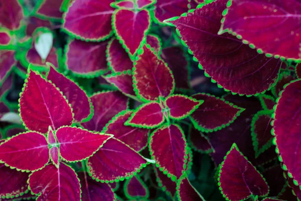 Les Belles Feuilles Roses Une Plante Coleus Plein Jour — Photo