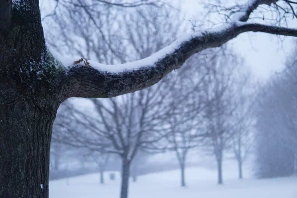 Bild Träd Täckta Med Snö Vintern — Stockfoto