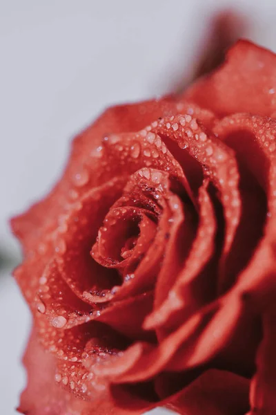 아름다운 장미의 클로즈업 — 스톡 사진