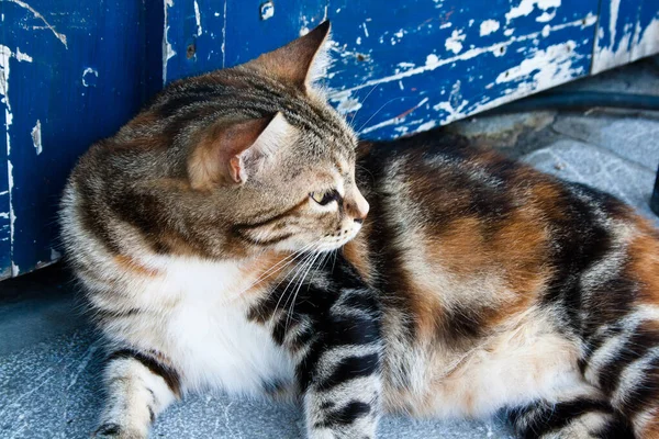 Eine Nahaufnahme Einer Gestreiften Katze Die Auf Dem Boden Vor — Stockfoto