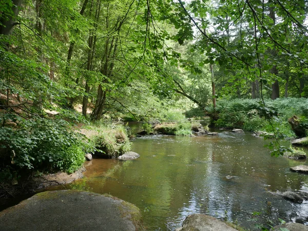 在绿色的森林里拍到了一条河 — 图库照片
