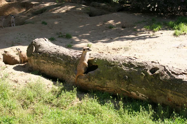 동물원에 미어캣 — 스톡 사진