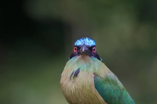 Portrait Motmot Bird Isolated Blurry Background — Stock Photo, Image