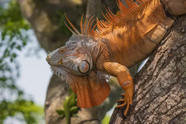 Güneş Işığının Altındaki Bir Bahçede Ağaçta Iguananın Yakın Çekimi — Stok fotoğraf