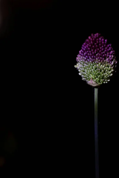 Una Bella Pianta Allium Sfondo Nero — Foto Stock