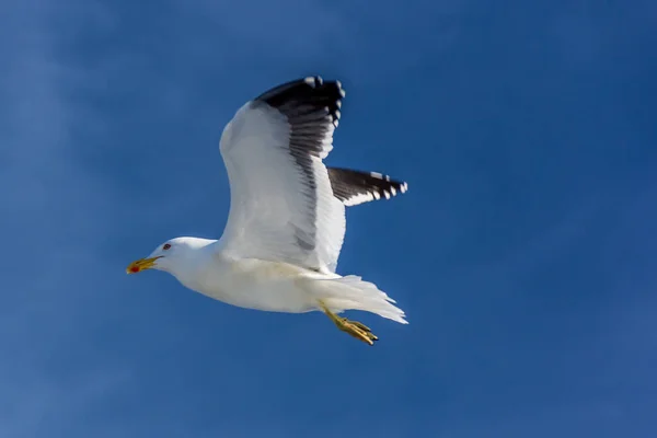 Seagull Flying High Clear Blue Sky — Stock Photo, Image