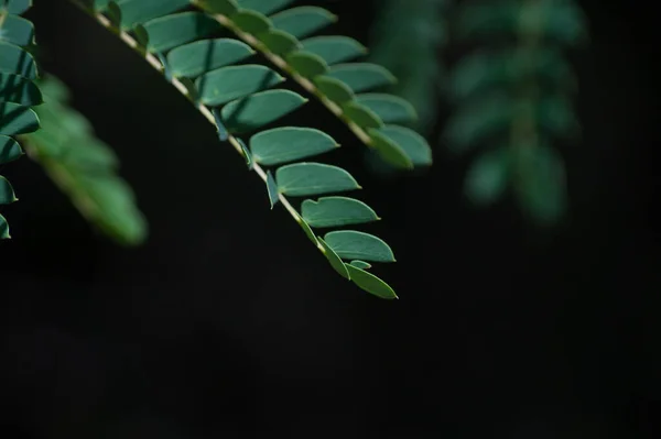 Селективный Фокус Снимка Небольших Зеленых Листьев Растения — стоковое фото