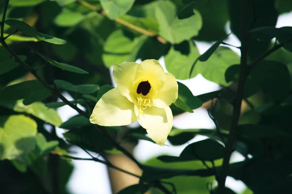 Eine Nahaufnahme Einer Sanften Gelben Blume Umgeben Von Kleinen Blättern — Stockfoto