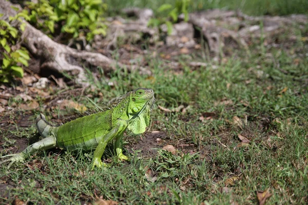 Una Iguana Verde Común Campo Herboso — Foto de Stock