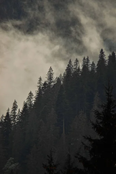 美丽的雾蒙蒙的森林 — 图库照片