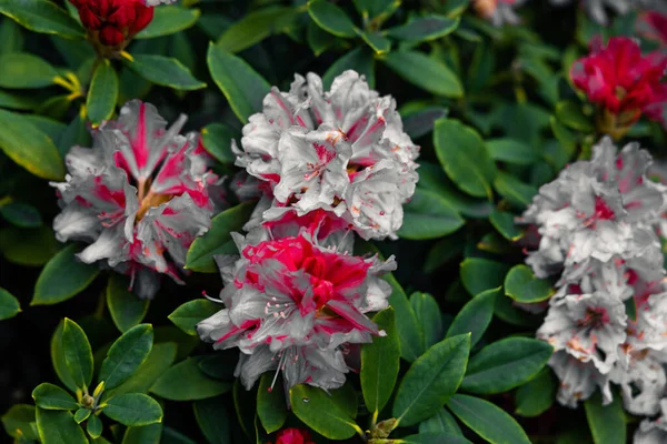 Zbliżenie Rododendronów Ogrodzie Świetle Dziennym Rozmytym Tłem — Zdjęcie stockowe