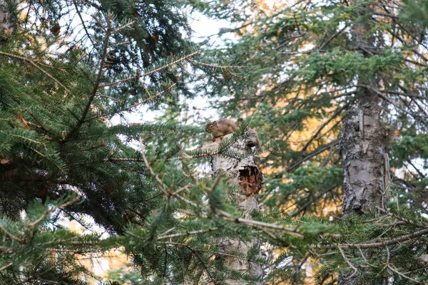 Ledwo Widoczna Wiewiórka Ściętym Pniu Drzewa Lesie — Zdjęcie stockowe