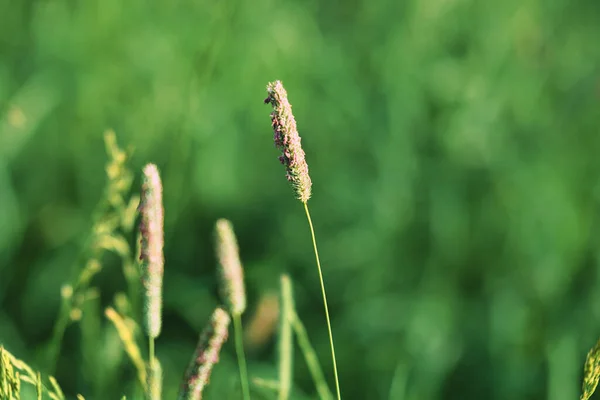 Close Sunny Dog Tail Grass Field Blurred Background — Stock Photo, Image