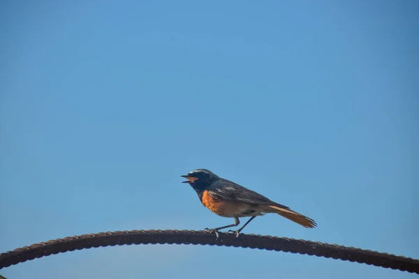 Eine Nahaufnahme Eines Hausrotschwanzvogels Der Auf Einem Draht Vor Blauem — Stockfoto