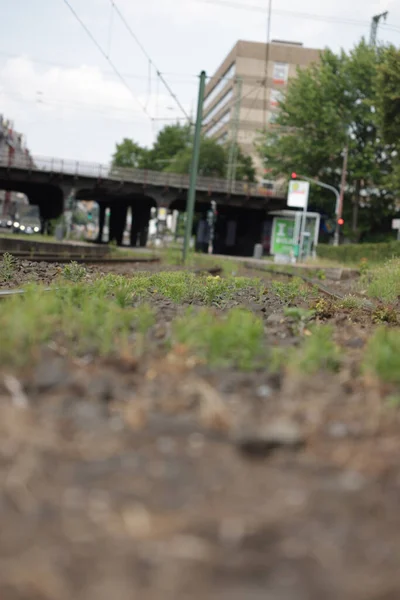 Terrain Avec Herbe Verte Avec Des Bâtiments Arrière Plan — Photo