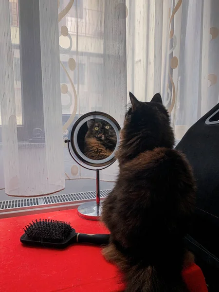 Eine Vertikale Aufnahme Einer Niedlichen Hauskatze Die Fenster Sitzt Und — Stockfoto