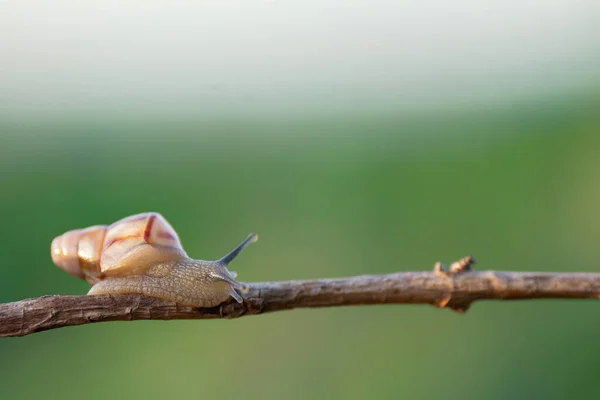 나뭇가지 기어다니는 달팽이의 — 스톡 사진