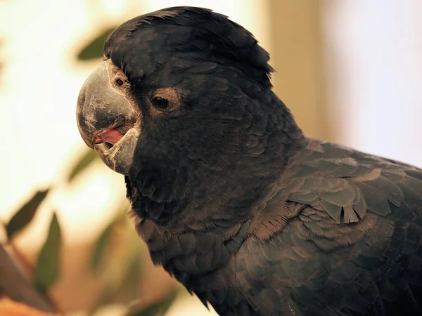 一只黑鹦鹉的选择性聚焦镜头 — 图库照片