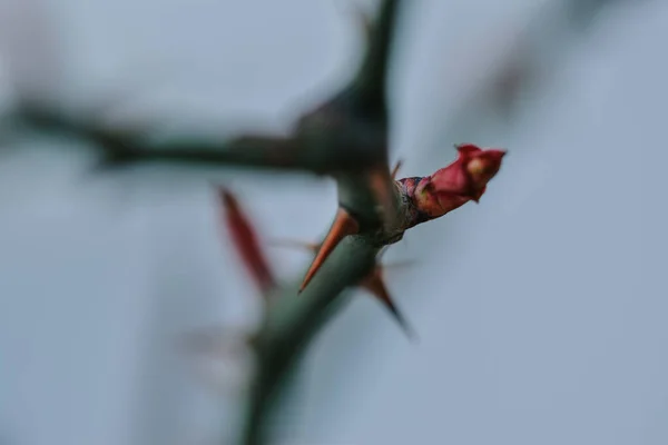 一种带有刺的玫瑰茎的选择性聚焦镜头 — 图库照片