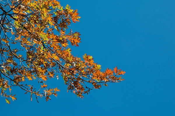 Een Lage Hoek Opname Van Levendige Herfst Loof Aftakking Van — Stockfoto